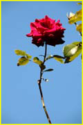 Flowers-056