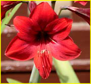 Flowers-059