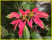 Flowers-060