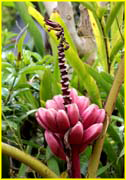 Flowers-063