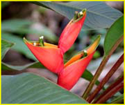 Flowers-065