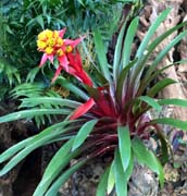 Flowers-067