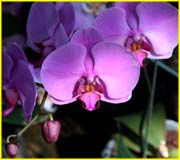Flowers-068