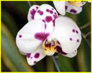 Flowers-069