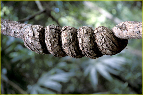 37 Tikal - vine knot