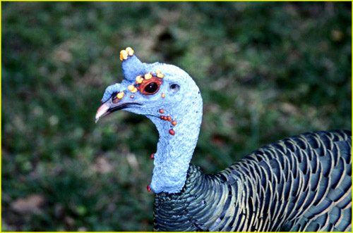 39 Tikal - turkey