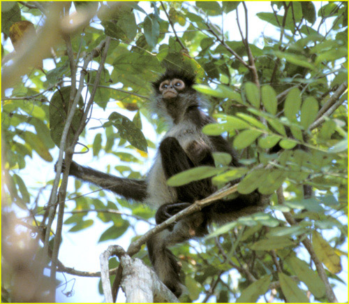 40 Tikal - monkey