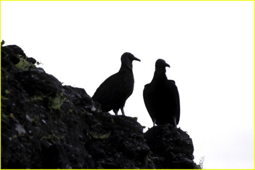 41 Tikal - vultures