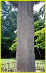 46 Quirigua - Stela D