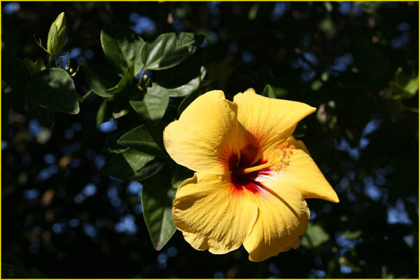Hawaii flora-09