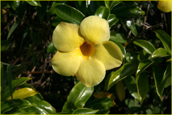 Hawaii flora-10