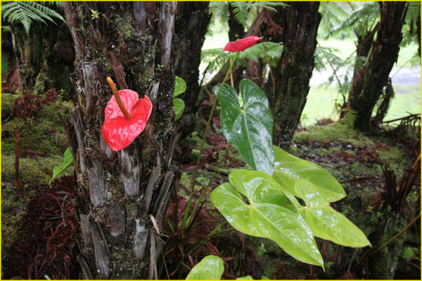 Hawaii flora-11