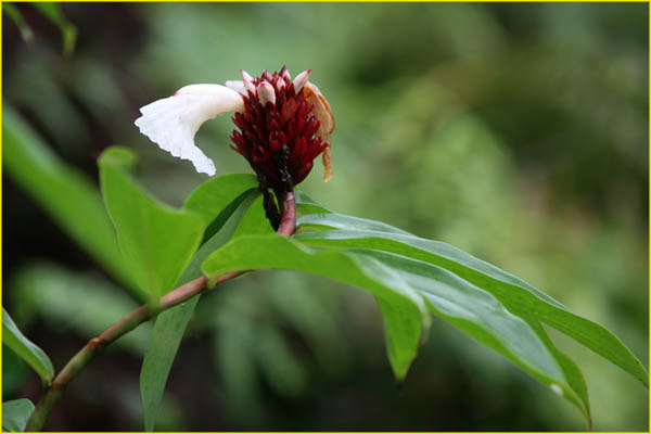 Hawaii flora-21