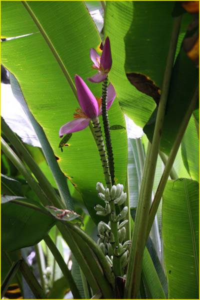 Hawaii flora-26