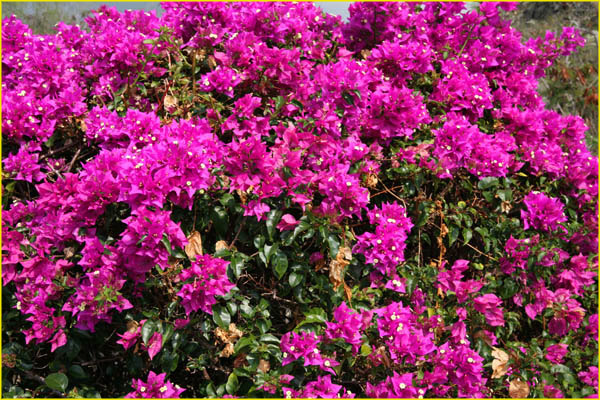 Hawaii flora-31