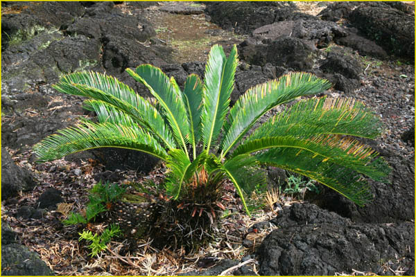 Hawaii flora-33