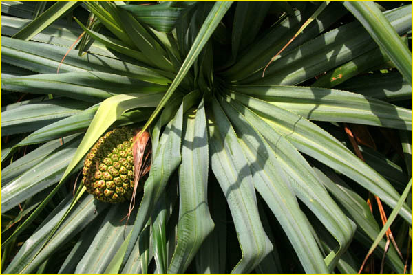 Hawaii flora-35