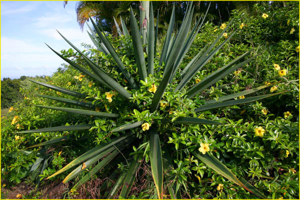 Hawaii flora-36