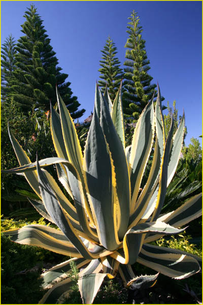 Hawaii flora-38