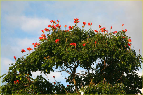 Hawaii flora-39