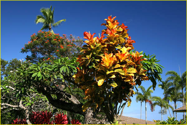 Hawaii flora-41
