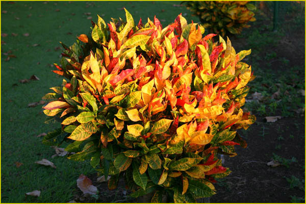 Hawaii flora-42