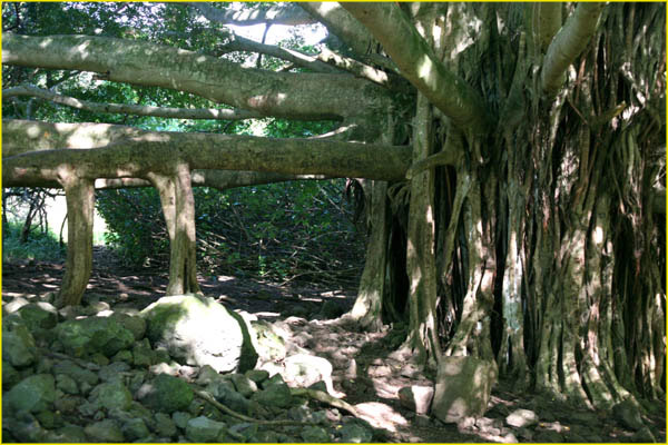 Hawaii flora-43