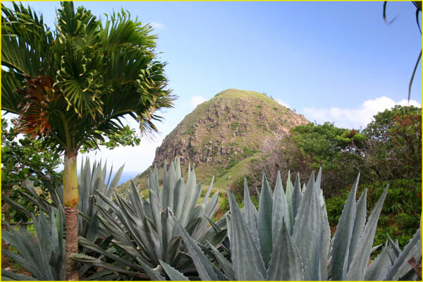 Hawaii flora-44