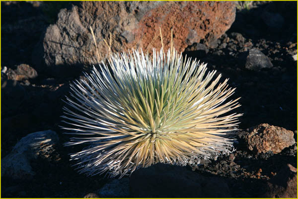 Hawaii flora-45