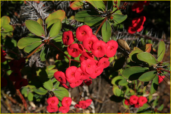 Hawaii flora-46