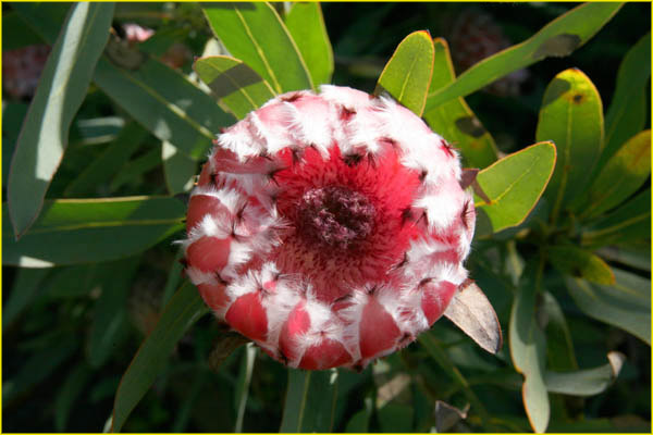 Hawaii flora-47