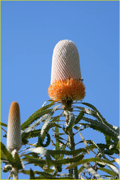 Hawaii flora-50
