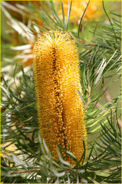 Hawaii flora-51