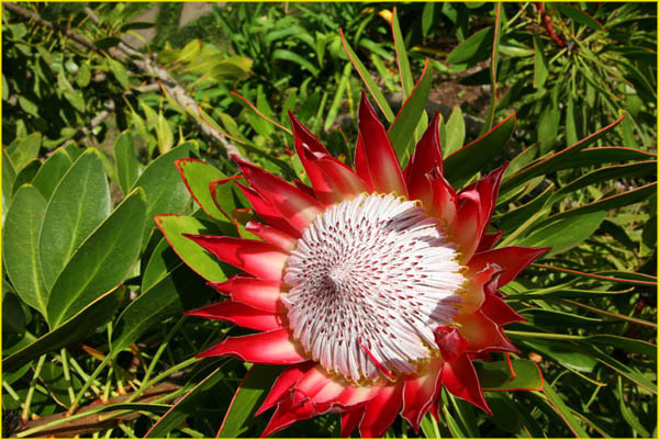 Hawaii flora-52
