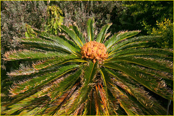 Hawaii flora-53