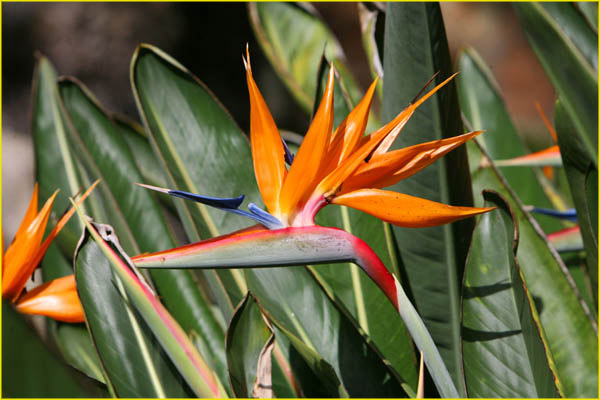 Hawaii flora-54