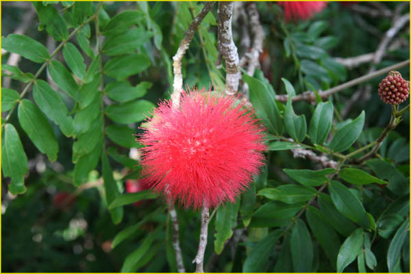 Hawaii flora-55