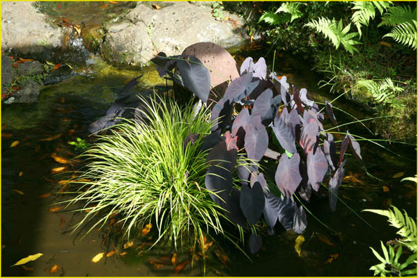 Hawaii flora-58
