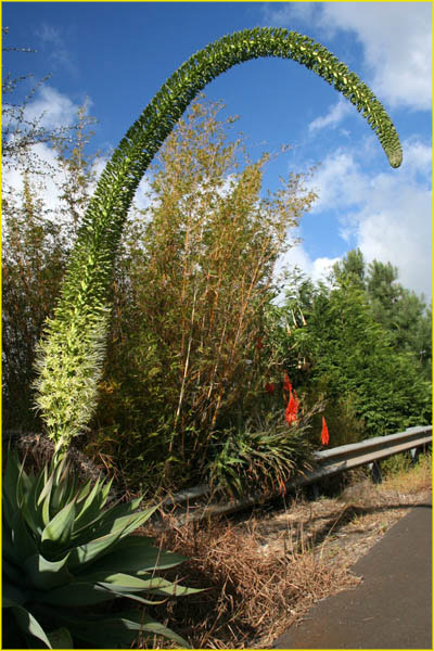 Hawaii flora-59