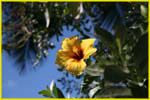 Hawaii flora-19