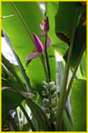 Hawaii flora-26