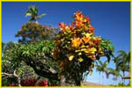 Hawaii flora-41