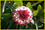 Hawaii flora-47