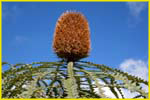 Hawaii flora-48