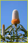 Hawaii flora-50