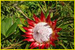 Hawaii flora-52