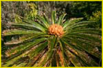 Hawaii flora-53