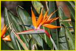 Hawaii flora-54