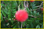 Hawaii flora-55