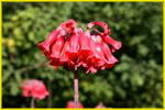 Hawaii flora-57
